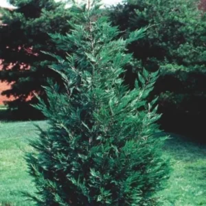 10 Leyland Cypress Trees 2.5" inch Pot
