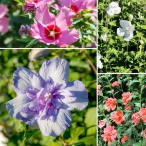 4 Althea Rose of Sharon Bare-root Trees 1-2ft Tall Flowering Plants