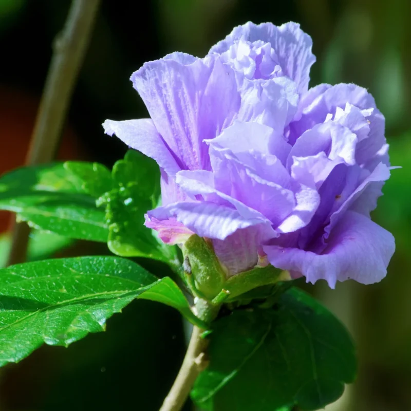 4 Althea Rose of Sharon Bare-root Trees 1-2ft Tall Flowering Plants