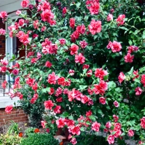 4 Althea Rose of Sharon Bare-root Trees 1-2ft Tall Flowering Plants