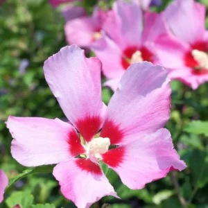 4 Althea Rose of Sharon Bare-root Trees 1-2ft Tall Flowering Plants