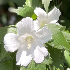 4 Althea Rose of Sharon Bare-root Trees 1-2ft Tall Flowering Plants