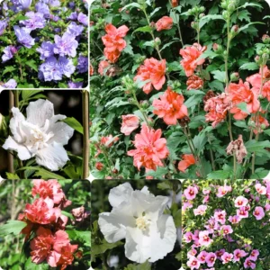 Mix Rose Of Sharon Althea