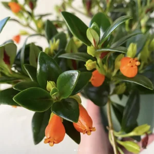 Goldfish Plant Live Indoor Houseplant 4-Inch Orange Flowers