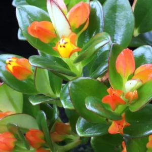Goldfish Plant Live Indoor Houseplant 4-Inch Orange Flowers