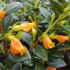 Goldfish Plant Live Indoor Houseplant 4-Inch Orange Flowers