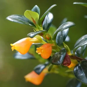 Goldfish Plant Live Indoor Houseplant 4-Inch Orange Flowers