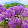 Purple Wisteria Tree, Wisteria Tree Live Plant, Wisteria Vine Live Plant, 12 to 15 Inch Tall, Bloom Sping and Early Summer