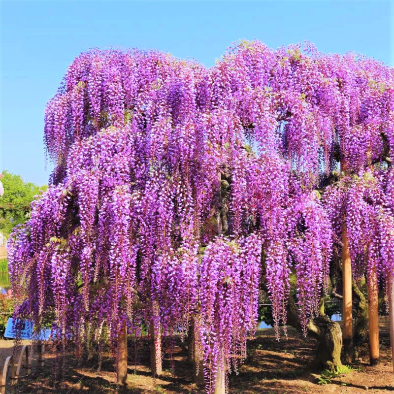 Purple Wisteria Tree, Wisteria Tree Live Plant, Full Roots, Easy to Plant, Wisteria Vine Live Plant 12 to 15 Inch, 2.5 Inch Pot