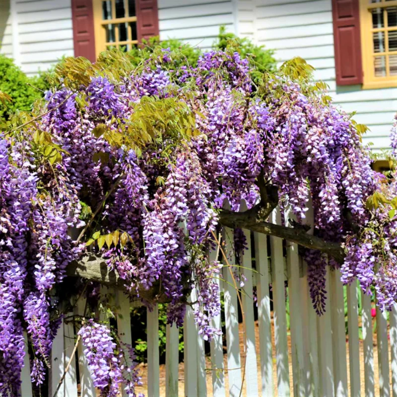 Purple Wisteria Tree, Wisteria Tree Live Plant, Full Roots, Easy to Plant, Wisteria Vine Live Plant 12 to 15 Inch, 2.5 Inch Pot