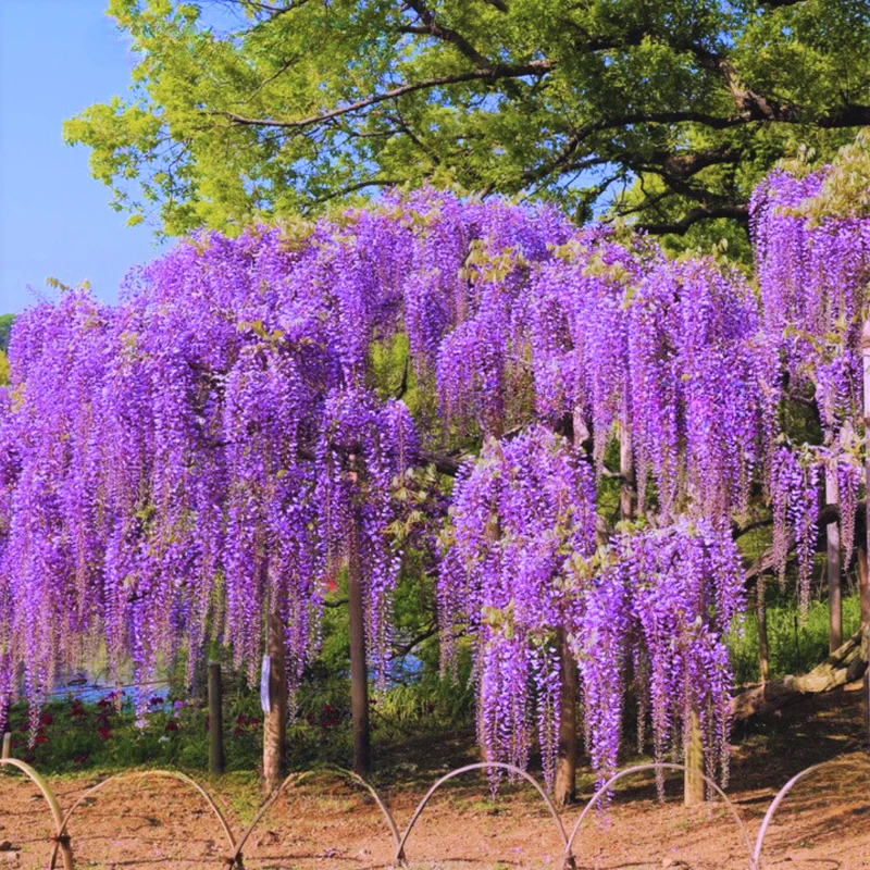 Purple Wisteria Tree, Wisteria Tree Live Plant, Full Roots, Easy to Plant, Wisteria Vine Live Plant 12 to 15 Inch, 2.5 Inch Pot