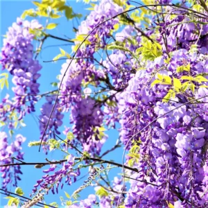 Purple Wisteria Tree, Wisteria Tree Live Plant, Full Roots, Easy to Plant, Wisteria Vine Live Plant 12 to 15 Inch, 2.5 Inch Pot