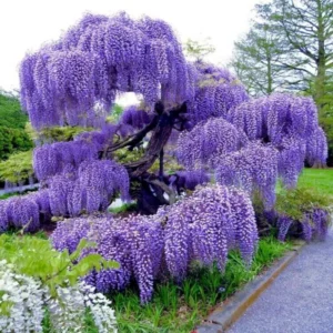 Purple Wisteria Tree, Wisteria Tree Live Plant, Full Roots, Easy to Plant, Wisteria Vine Live Plant 12 to 15 Inch, 2.5 Inch Pot