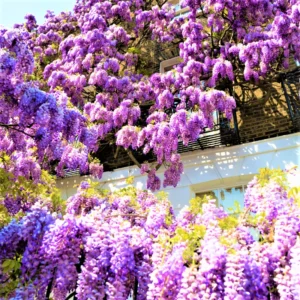 Purple Wisteria Tree, Wisteria Tree Live Plant, Wisteria Vine Live Plant, 12 to 15 Inch Tall, Bloom Sping and Early Summer