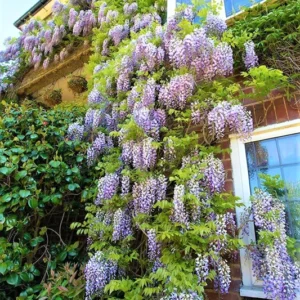 Blue Wisteria Tree Live Plant, Wisteria Vine Live Plant, Blue Flowering Wisteria 2.5” pot 12”-18”