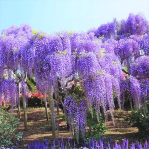Blue Wisteria Tree Live Plant, Wisteria Vine Live Plant, Blue Flowering Wisteria 2.5” pot 12”-18”