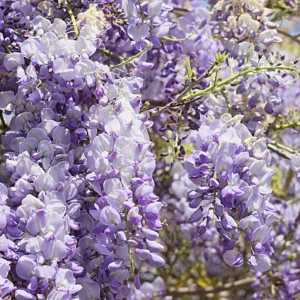 Blue Wisteria Tree Live Plant, Wisteria Vine Live Plant, Blue Flowering Wisteria 2.5” pot 12”-18”