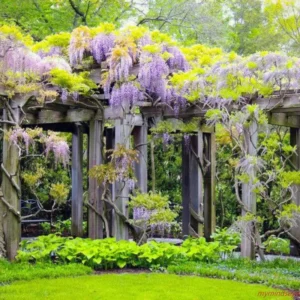 Blue Wisteria Tree Live Plant, Wisteria Vine Live Plant, Blue Flowering Wisteria 2.5” pot 12”-18”