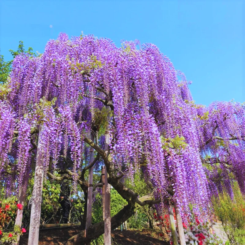 Set 2 Wisteria Tree, 12 to 15 Inch Tall, Well Rooted, Wisteria Tree Live Plant, Wisteria Vine Live Plant