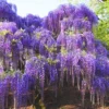 Set 2 Wisteria Tree, 12 to 15 Inch Tall, Well Rooted, Wisteria Tree Live Plant, Wisteria Vine Live Plant