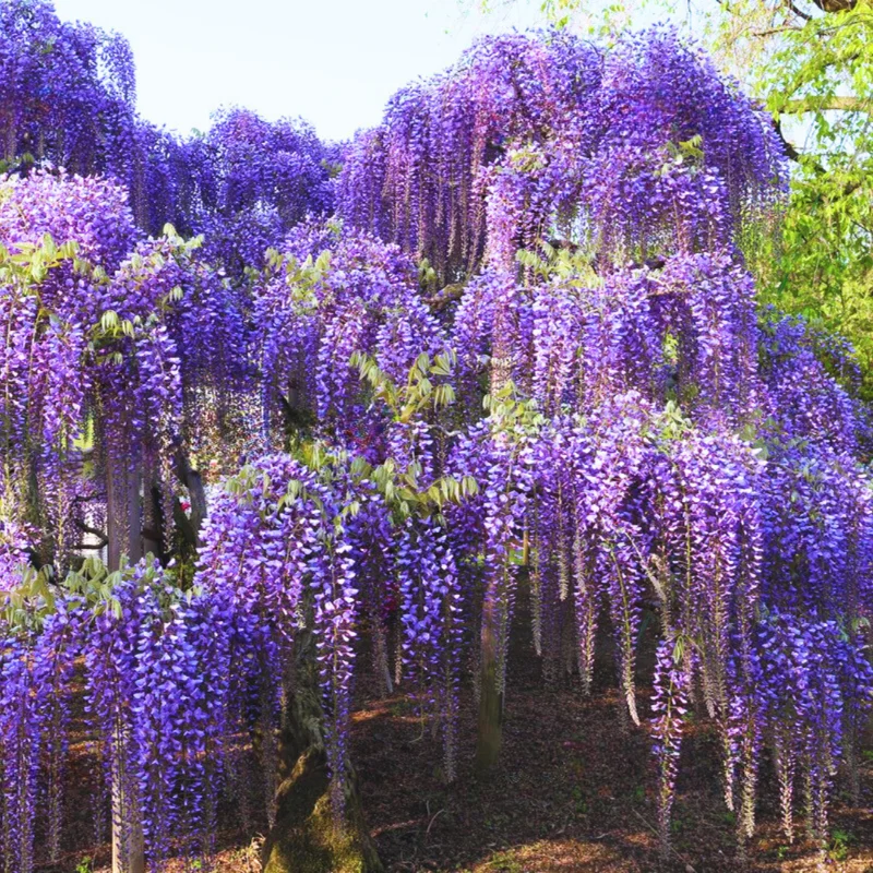 Set 2 Wisteria Tree, 12 to 15 Inch Tall, Well Rooted, Wisteria Tree Live Plant, Wisteria Vine Live Plant