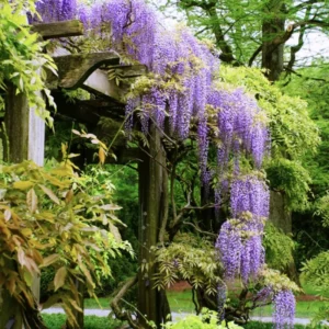 Blue Wisteria Tree Live Plant, Wisteria Vine Live Plant, Blue Flowering Wisteria 2.5” pot 12”-18”