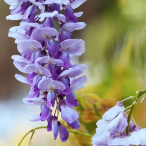 Blue Wisteria Tree Live Plant, Wisteria Vine Live Plant, Blue Flowering Wisteria 2.5” pot 12”-18”