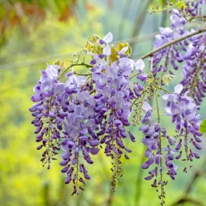 Set 2 Wisteria Tree, 12 to 15 Inch Tall, Well Rooted, Wisteria Tree Live Plant, Wisteria Vine Live Plant