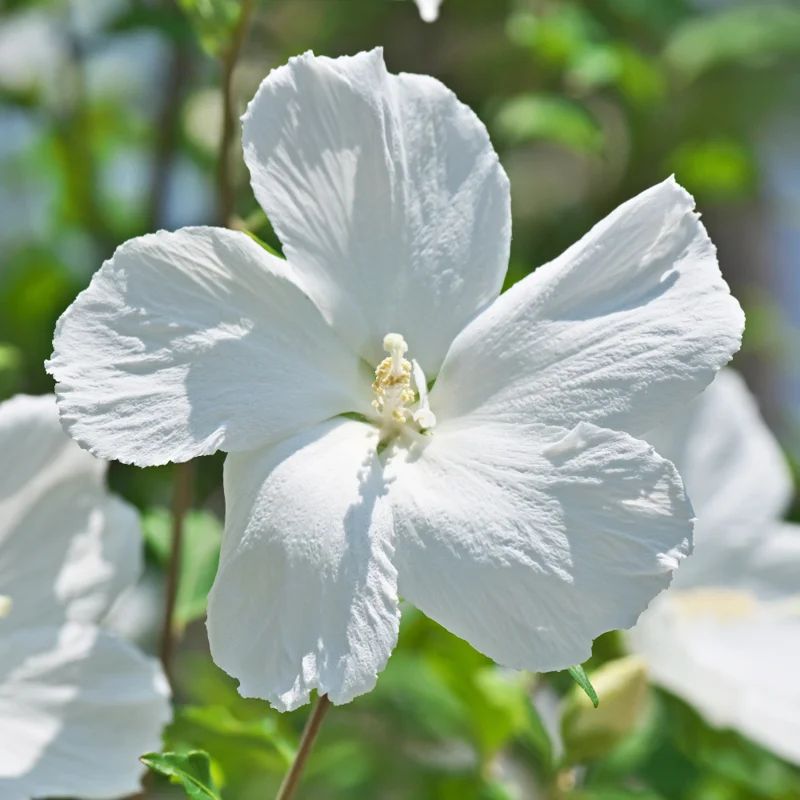 Live Rose of Sharon Plant Quart Potted Althea Shrub Zones 5-9