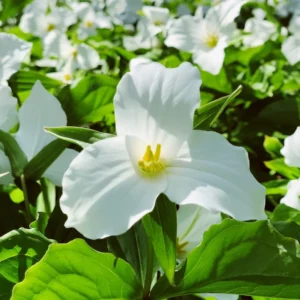 Trillium Bulbs 5 Pack | Spring Perennial Flower Bulbs | Zones 4-8