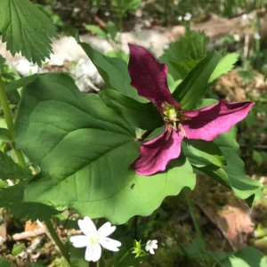 Trillium Bulbs 5 Pack | Spring Perennial Flower Bulbs | Zones 4-8