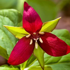 Trillium Bulbs 5 Pack | Spring Perennial Flower Bulbs | Zones 4-8