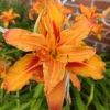 Reblooming Daylily Bulbs | Perennial Daylilies for Planting