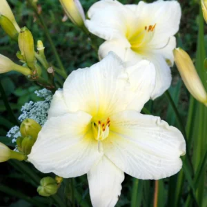 Reblooming Daylily Bulbs | Perennial Daylilies for Planting