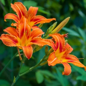 Reblooming Daylily Bulbs | Perennial Daylilies for Planting