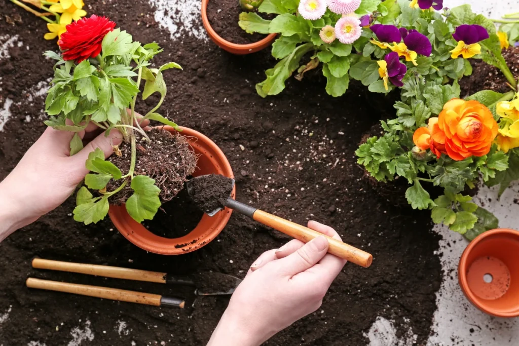 ranunculus in pot