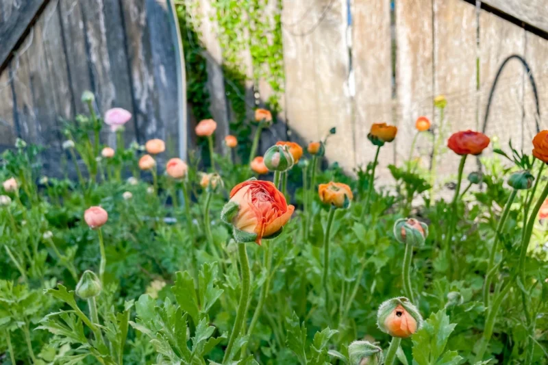 ranunculus flowering bulbs