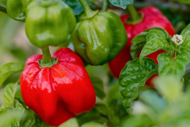 Scotch Bonnet Peppers