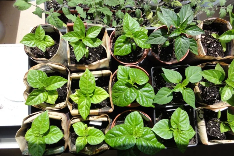 Scotch Bonnet Peppers plants