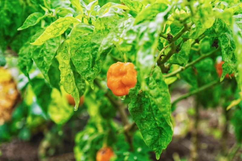growing Scotch Bonnet Peppers