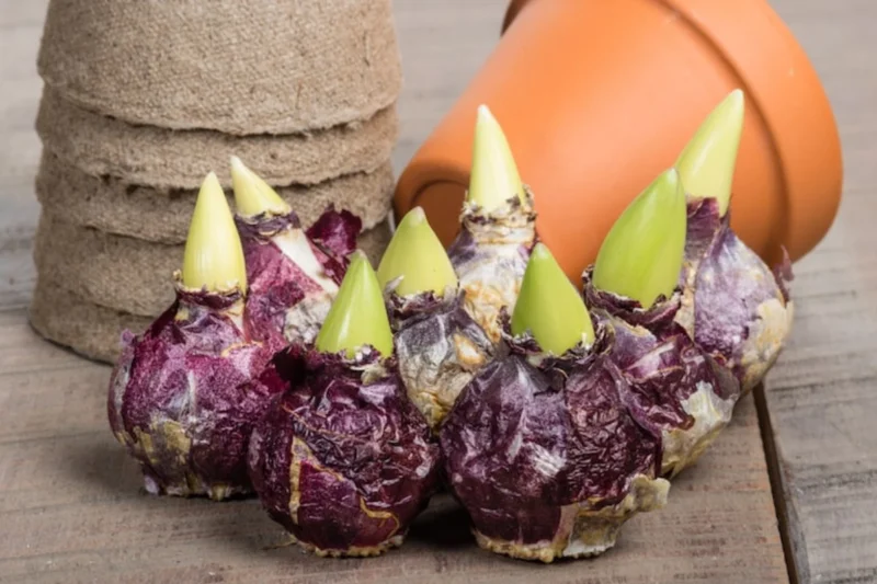 Hyacinth bulbs