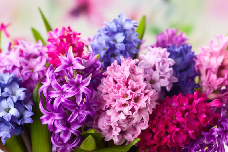 Hyacinth flowers, Hyacinth bulbs care