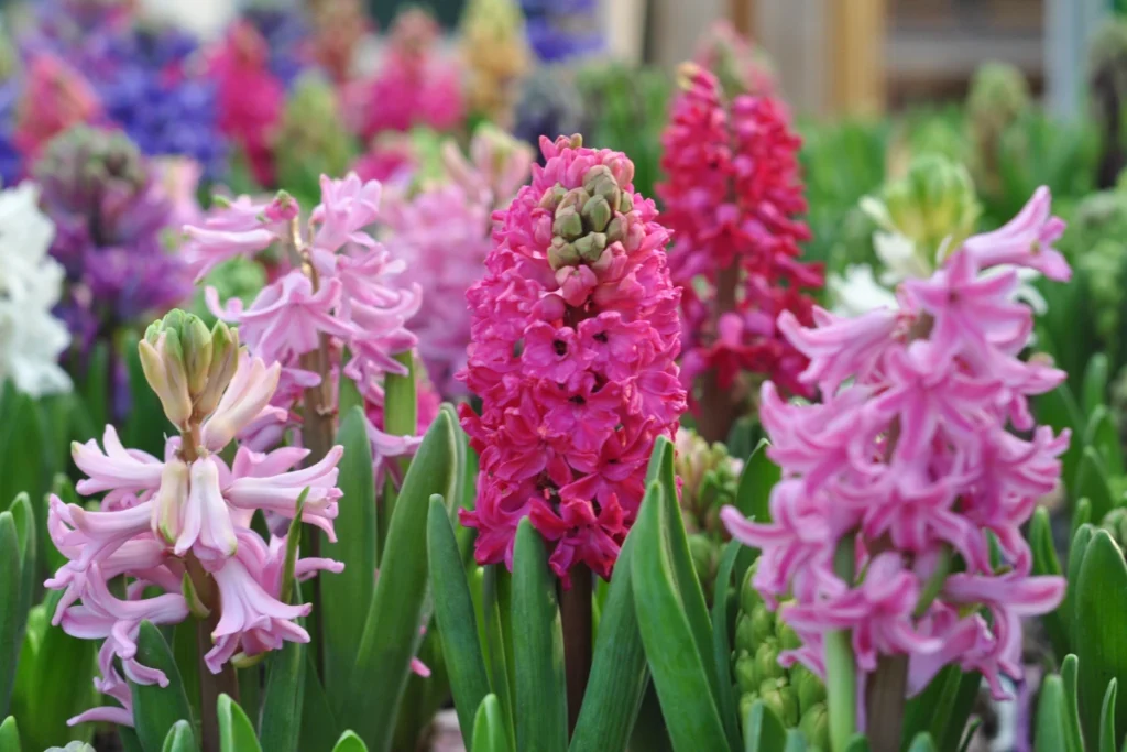 Hyacinth flower