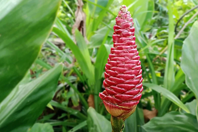 Pinecone Ginger
