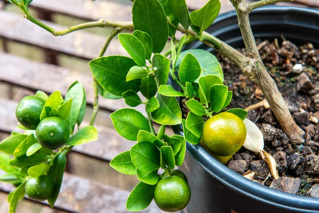 Citrus trees, calamansi, calamondin orange trees, Calamondin Tree