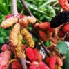Mulberry Trees Live Plants - 1-2 Feet Tall - Fast Growing Hardy Trees