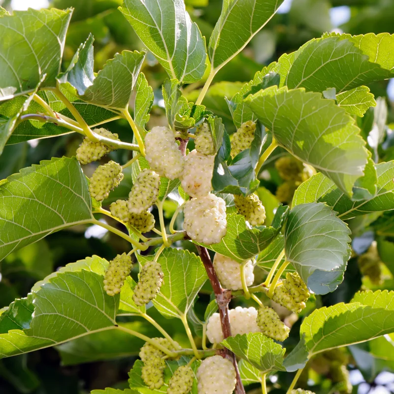 White Mulberry Plants
