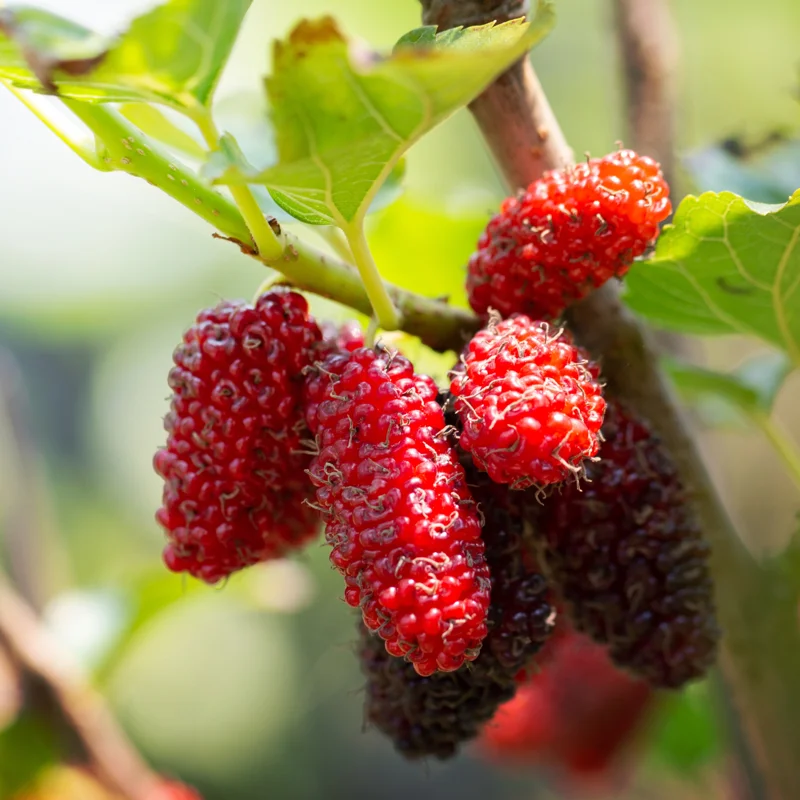 Red Mulberry Plants