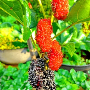 Red Mulberry Plants