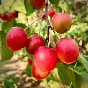 American Plum Tree Live - 2 Feet Bare Root Fruit Tree for Planting